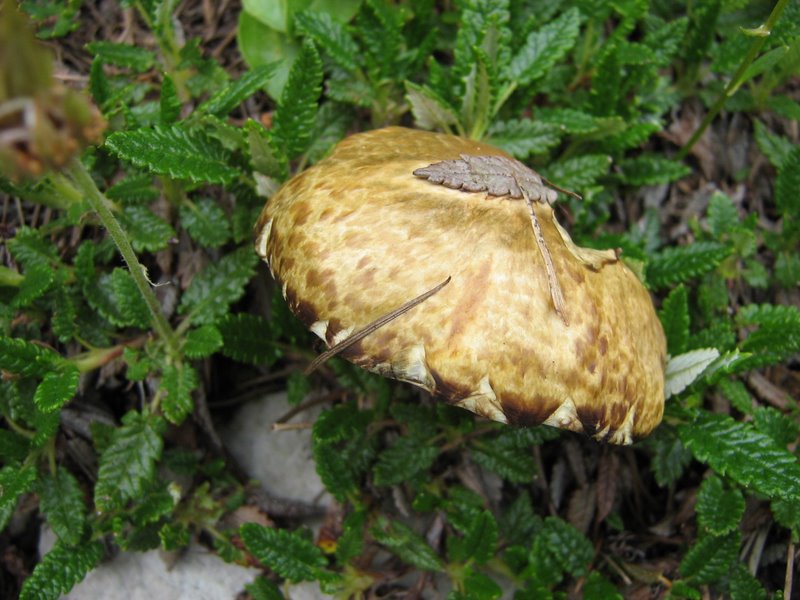 Due funghi dalla Slovenia